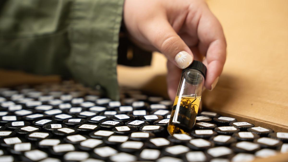 Person’s hand removing a vial full of dead insects from a tray