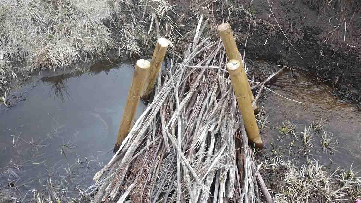 A human made beaver dam